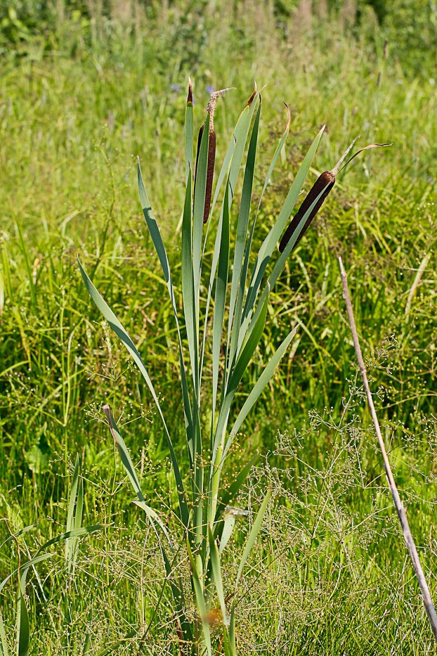 Image of Typha latifolia specimen.