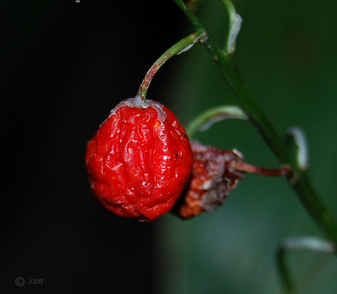 Image of Convallaria majalis specimen.