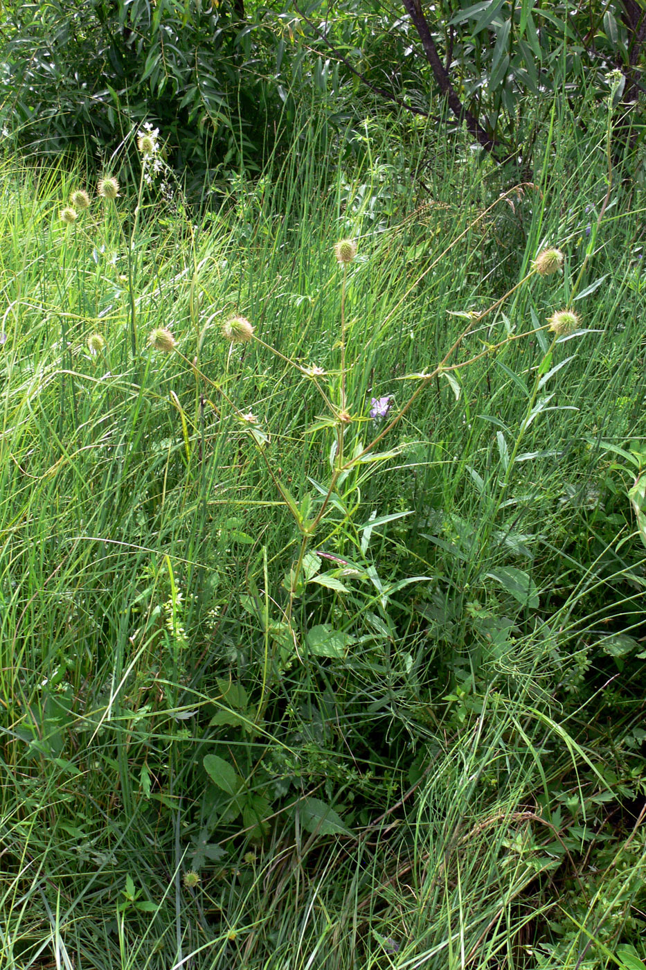 Image of Geum aleppicum specimen.