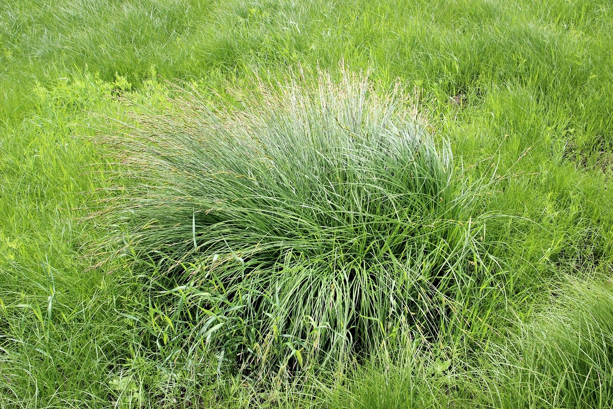 Image of Carex appendiculata specimen.