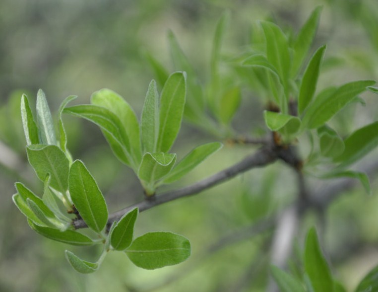 Image of Pyrus amygdaliformis specimen.