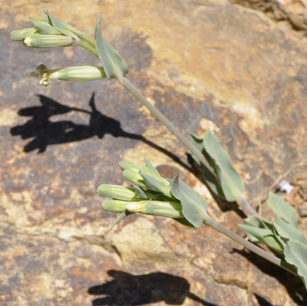 Image of Silene graeca specimen.