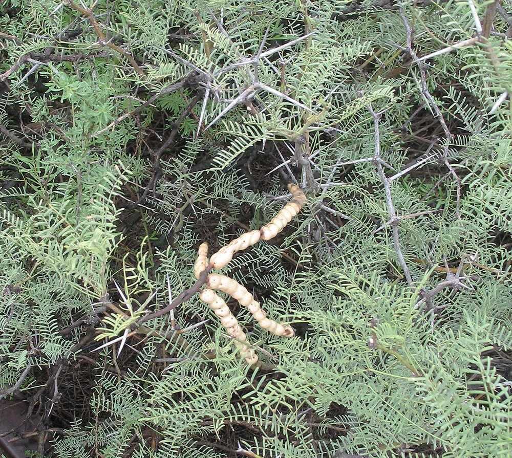 Image of Prosopis flexuosa specimen.