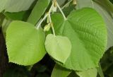 Смотреть изображение Tilia tomentosa
