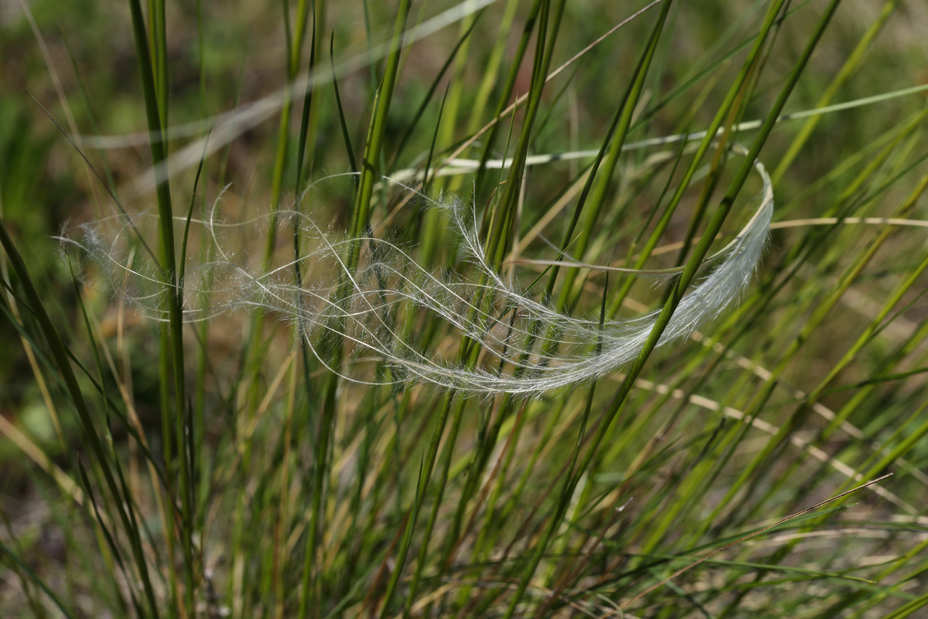 Image of genus Stipa specimen.