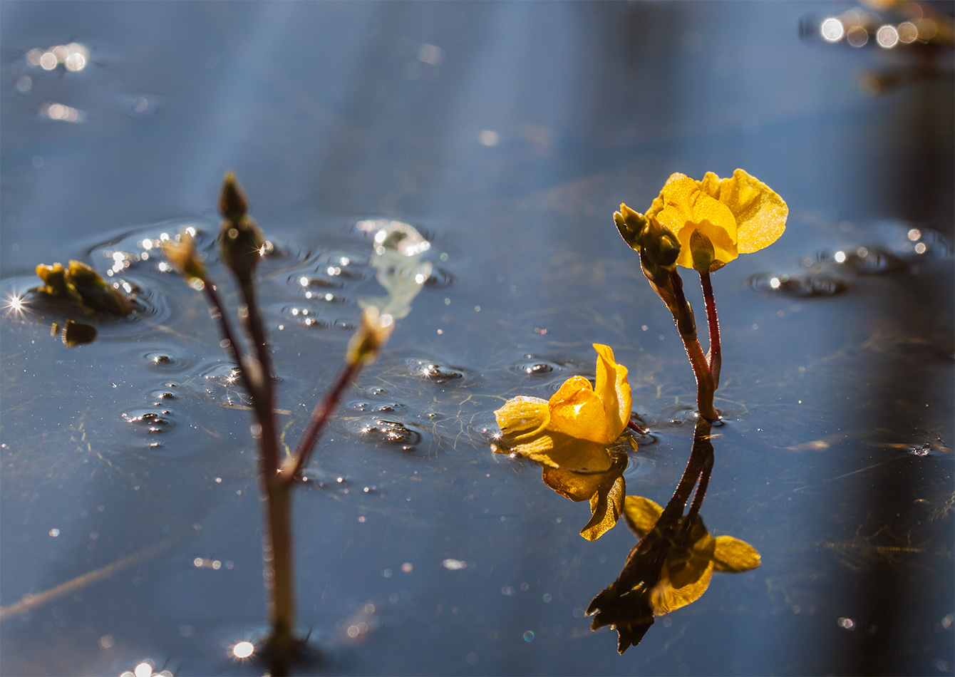 Image of Utricularia &times; neglecta specimen.