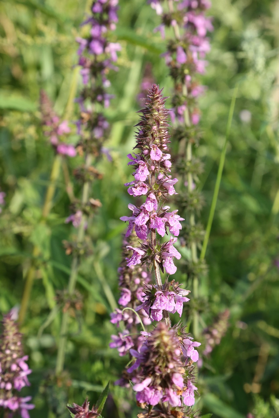 Image of Stachys palustris specimen.