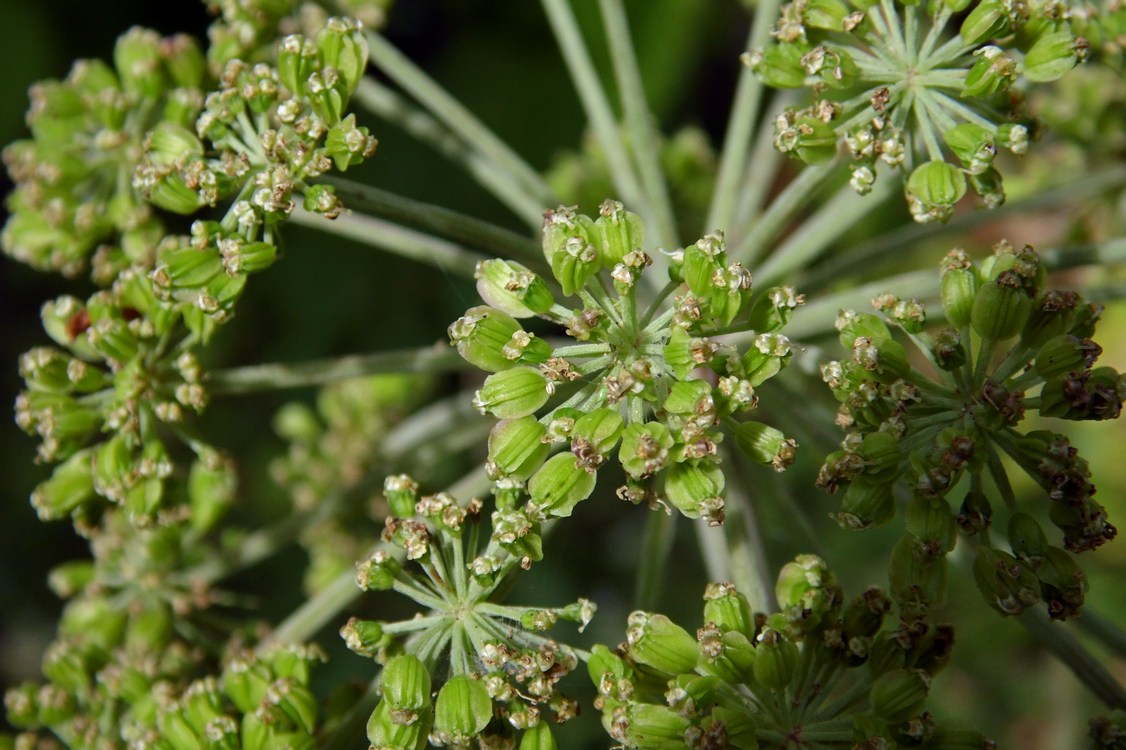 Изображение особи Angelica sylvestris.