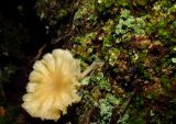 Lichenomphalia hudsoniana. Плодовое тело на талломе среди зеленых мхов и печёночников. Красноярский край, Ермаковский р-н, Западный Саян, хребет Кулумыс, урочище Каменный Город, кедровник субальпийский, на гумусированной поверхности скалы. 23.07.2017.