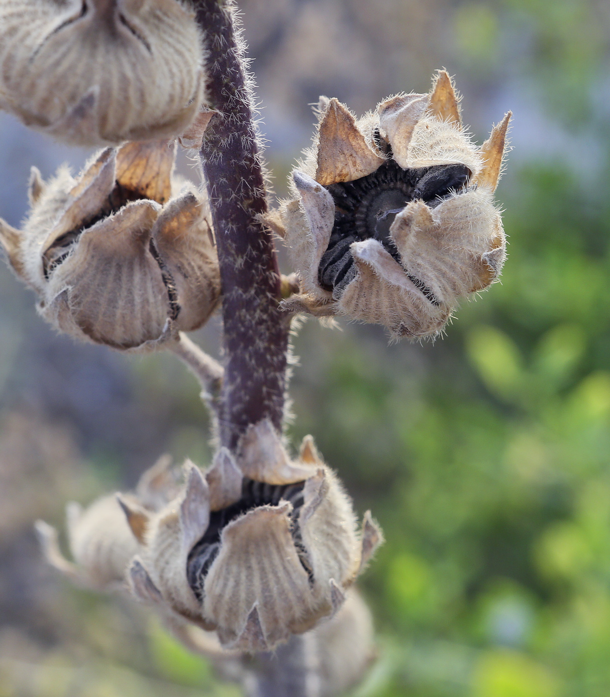 Image of Alcea rosea specimen.