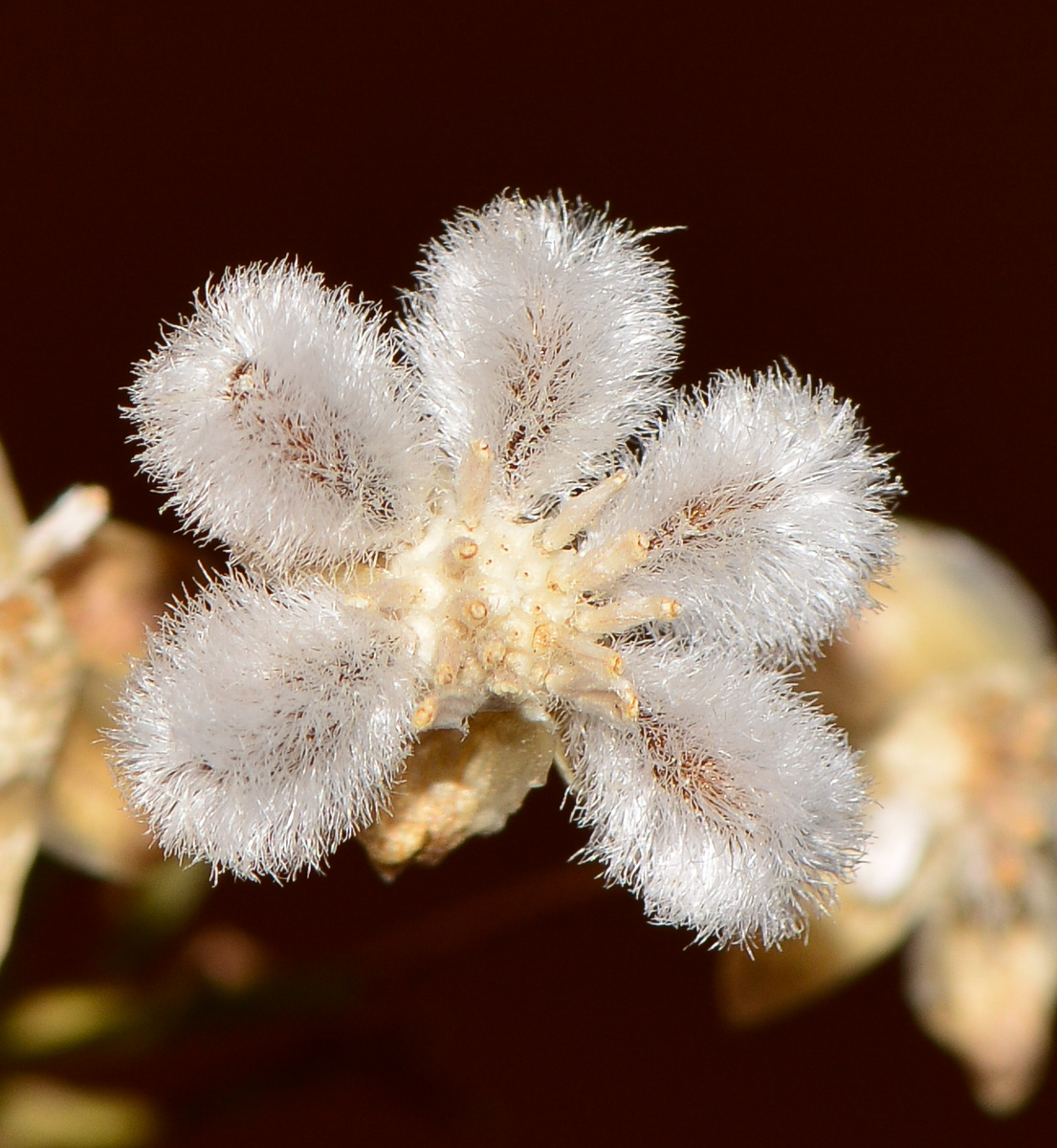 Image of Euryops multifidus specimen.