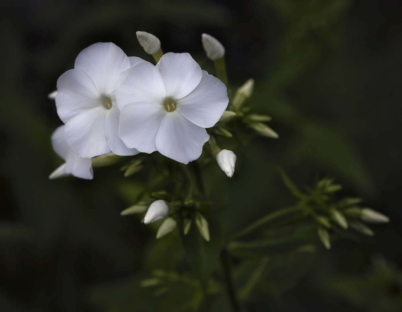 Image of Phlox paniculata specimen.