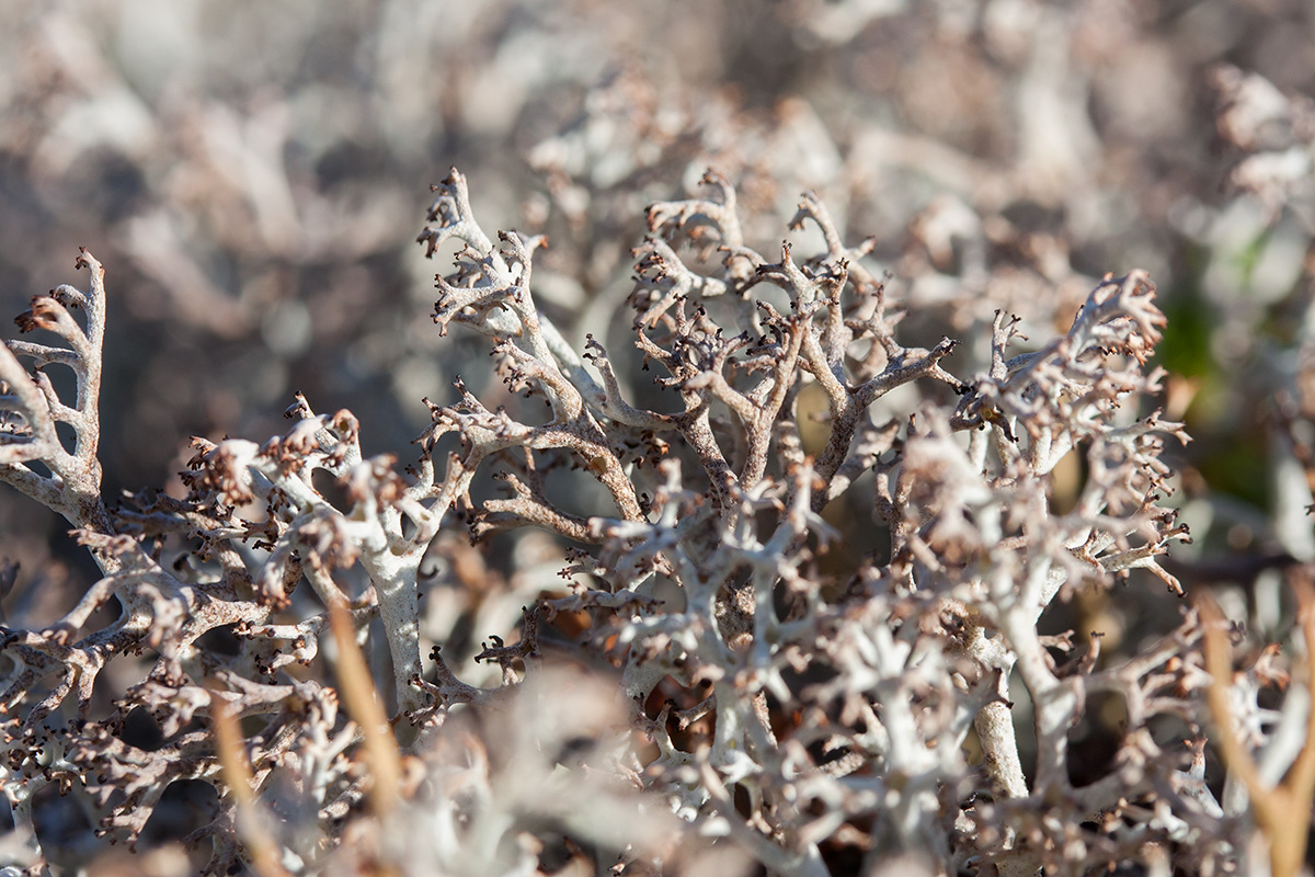 Image of Cladonia stygia specimen.