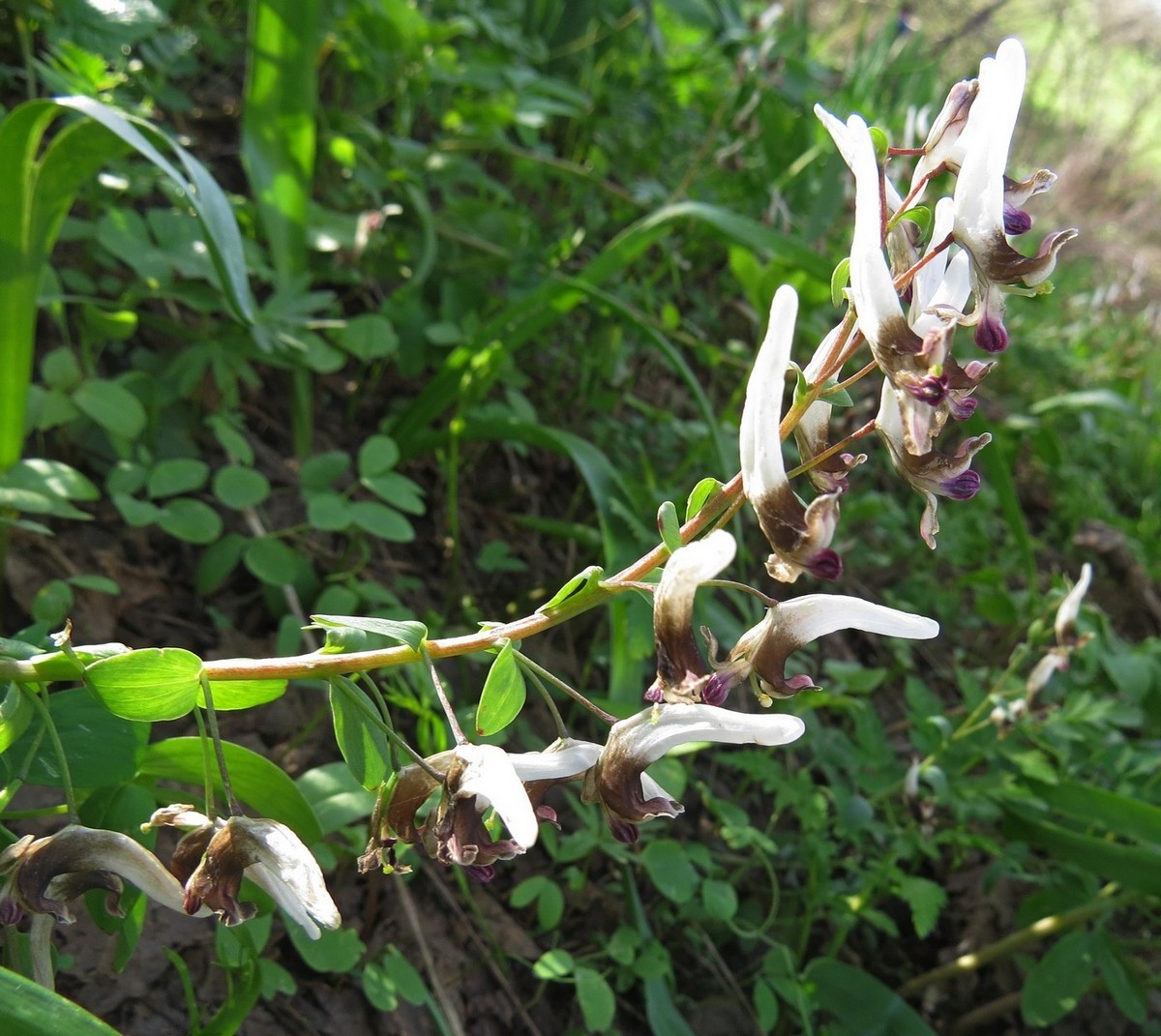 Image of Corydalis nudicaulis specimen.