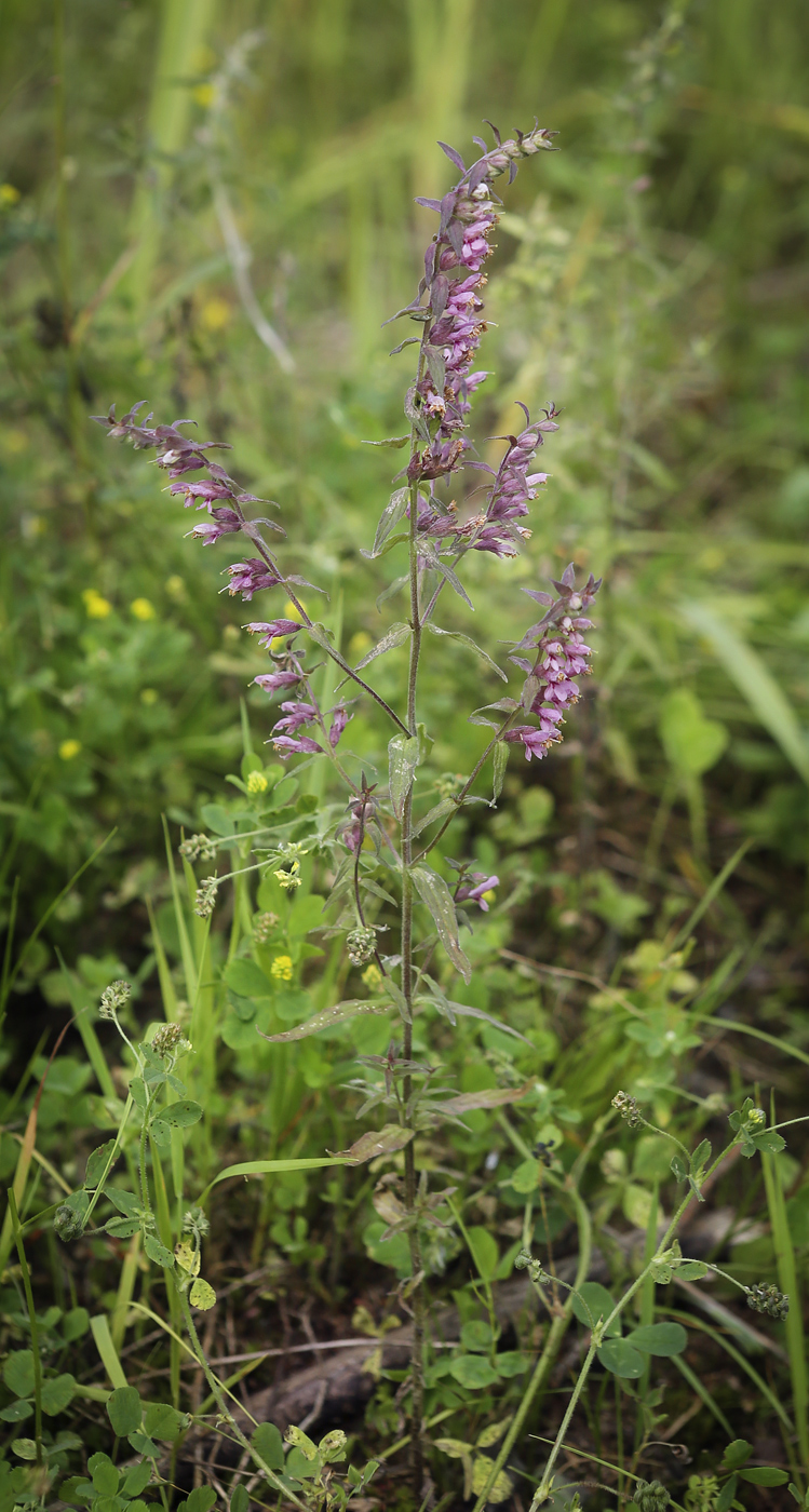 Изображение особи Odontites vulgaris.