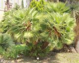 Chamaerops humilis