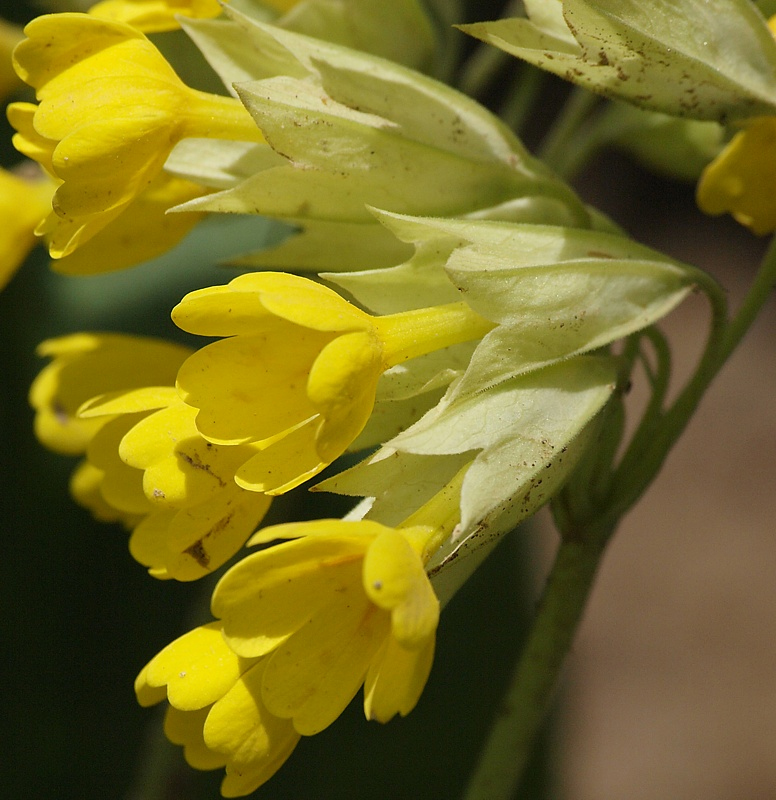 Image of Primula macrocalyx specimen.