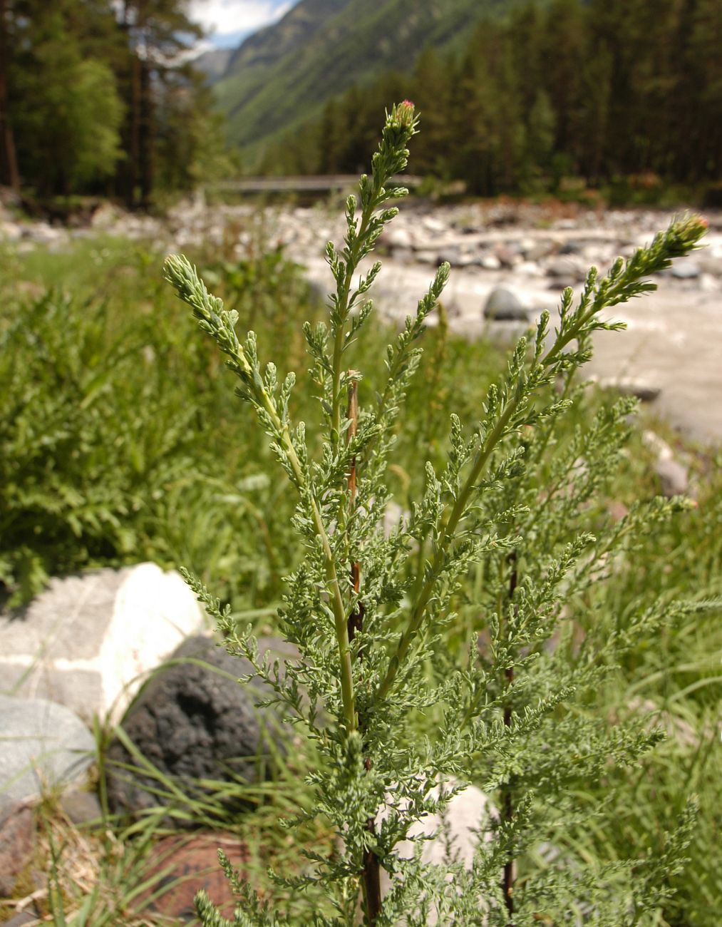 Image of Myricaria bracteata specimen.