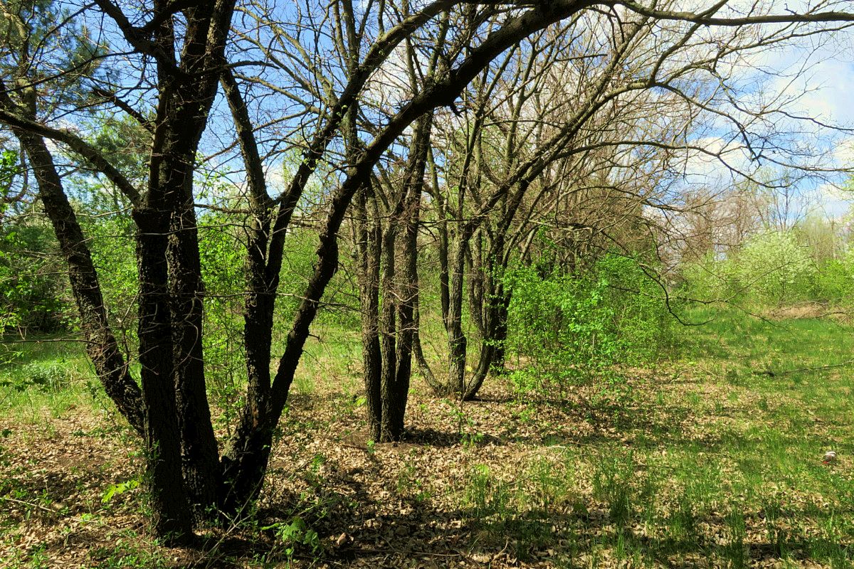 Image of Celtis occidentalis specimen.