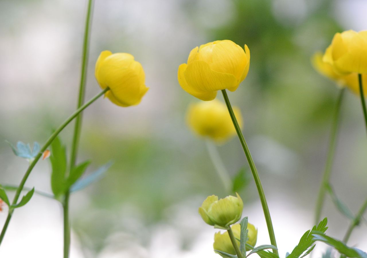 Изображение особи Trollius europaeus.