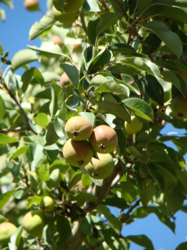 Image of genus Pyrus specimen.