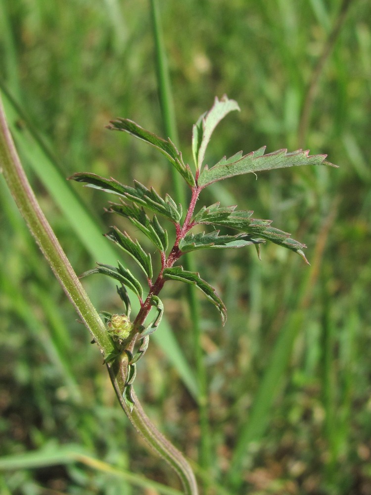 Image of Poterium sanguisorba specimen.