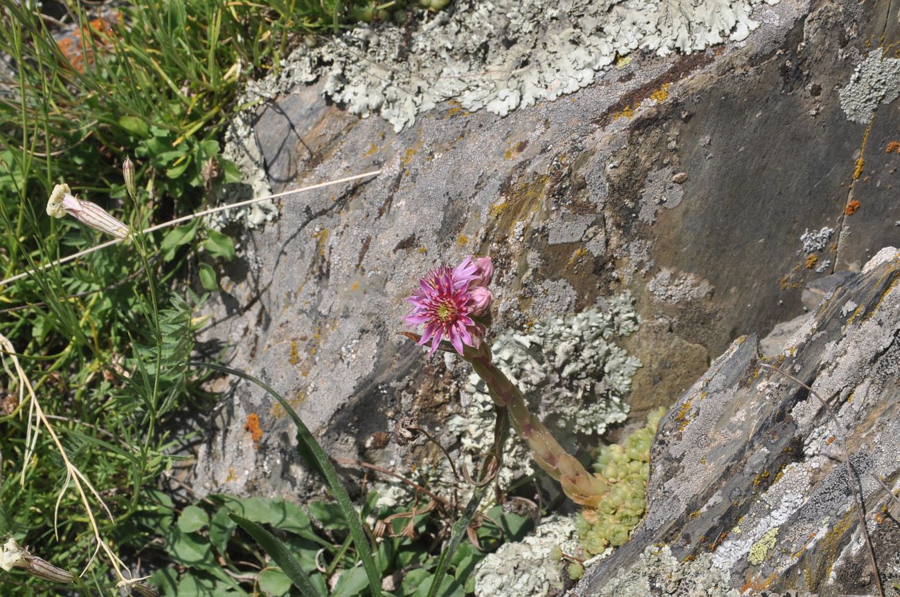 Image of Sempervivum pumilum specimen.