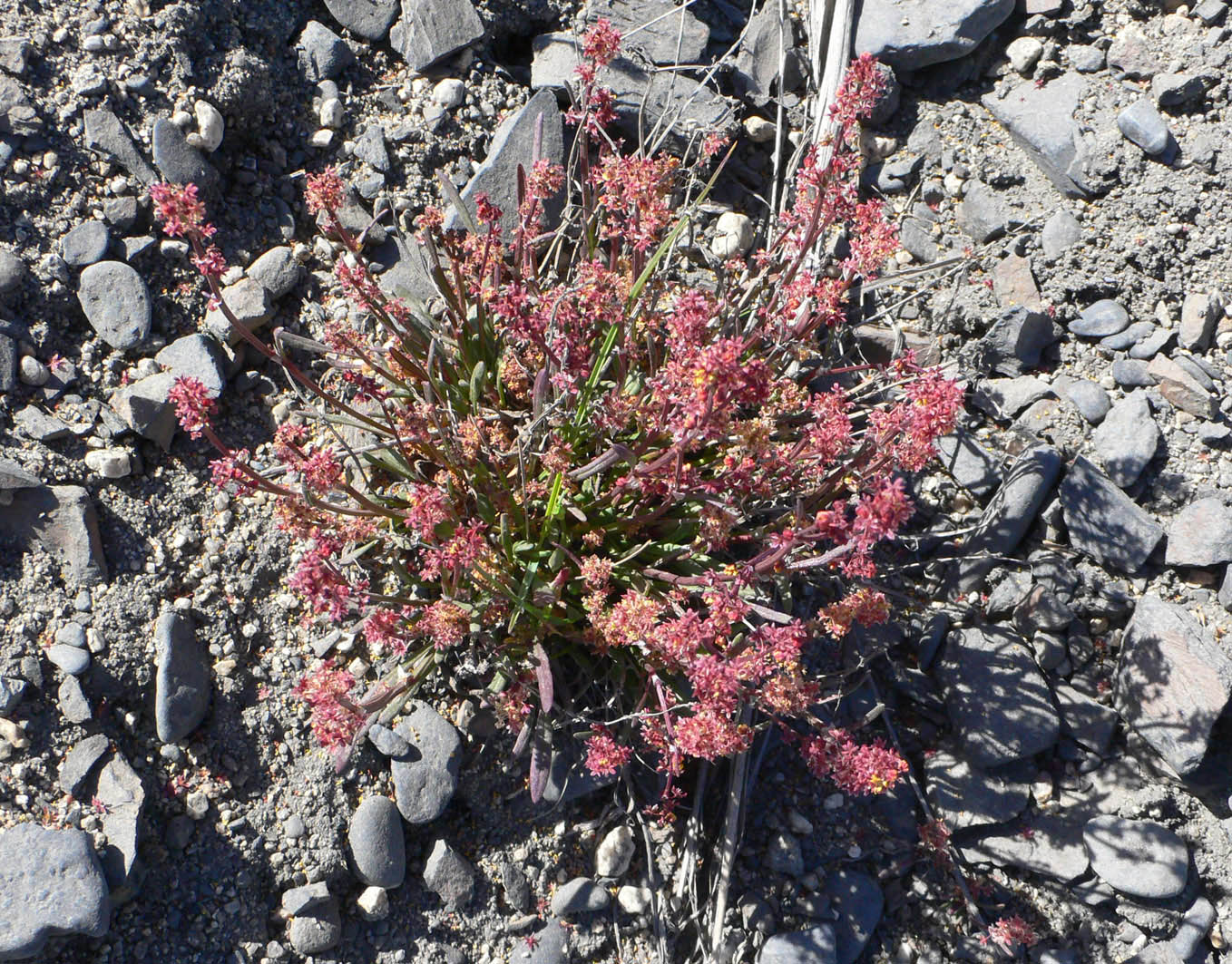 Изображение особи Rumex graminifolius.