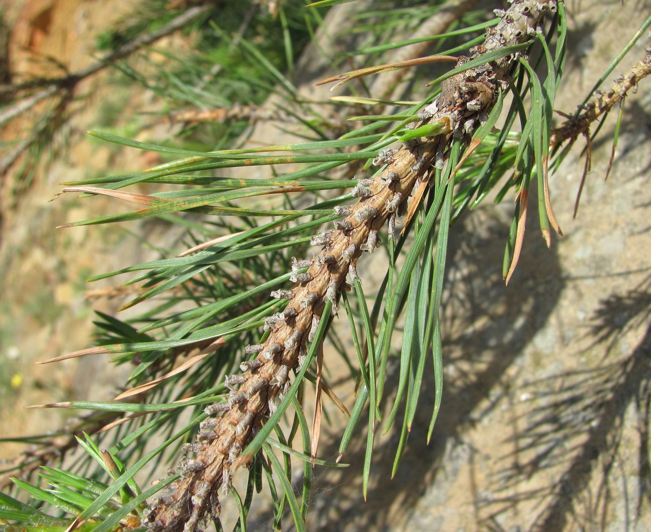 Изображение особи Pinus sylvestris ssp. hamata.