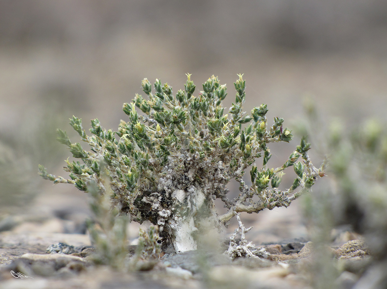 Image of Nanophyton erinaceum ssp. karataviense specimen.