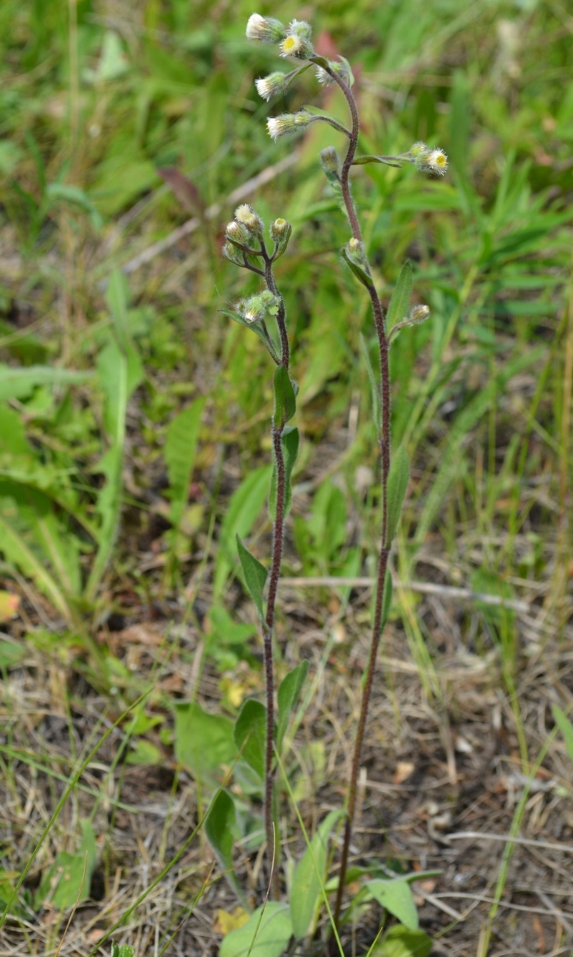 Image of Erigeron acris specimen.