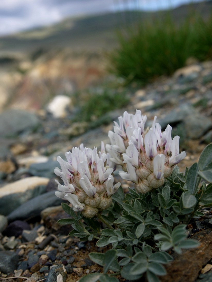 Image of Astragalus dilutus specimen.