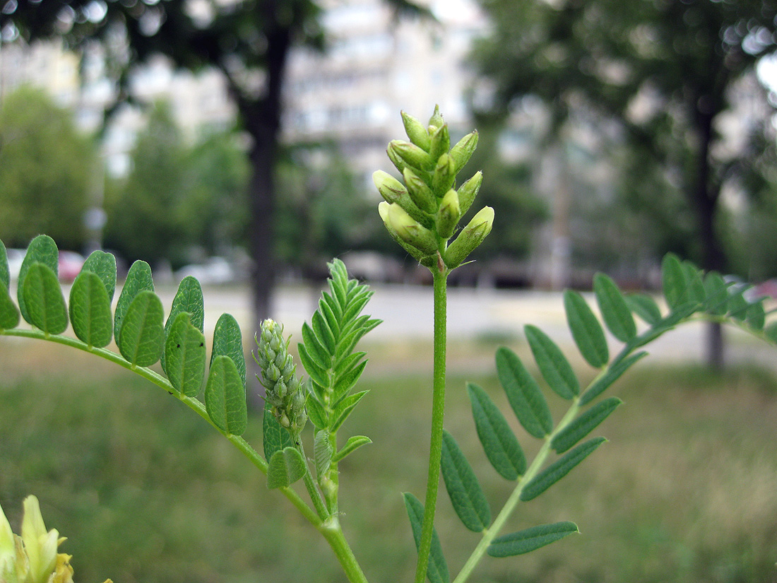 Image of Astragalus cicer specimen.