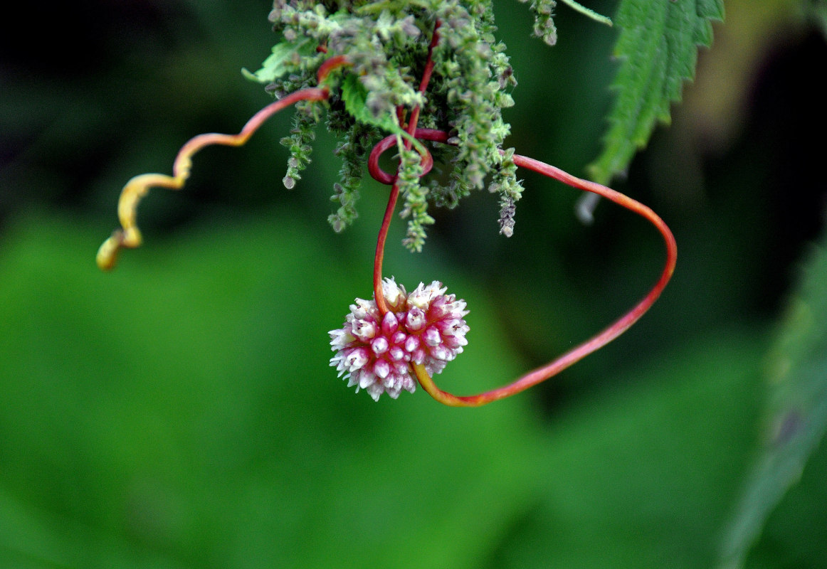 Image of Cuscuta europaea specimen.