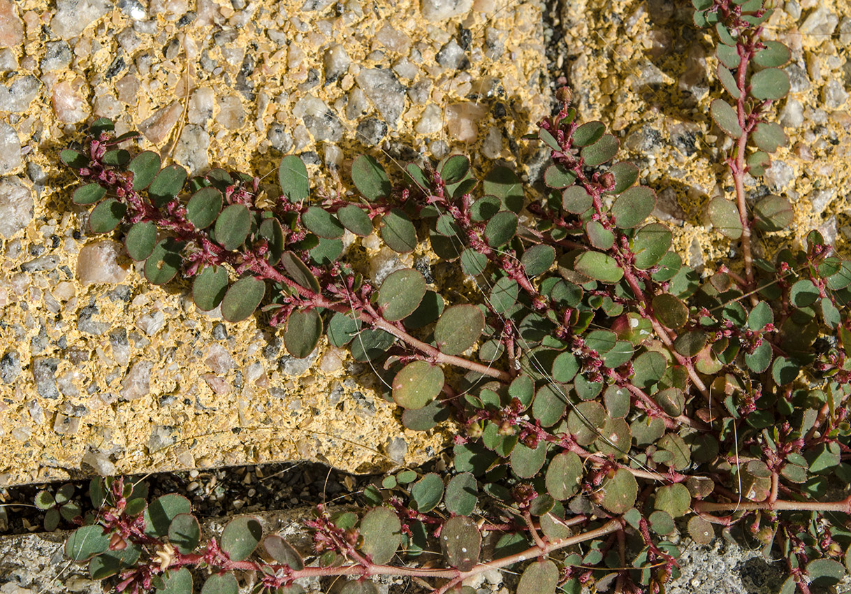 Изображение особи род Euphorbia.