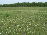 Fragaria viridis