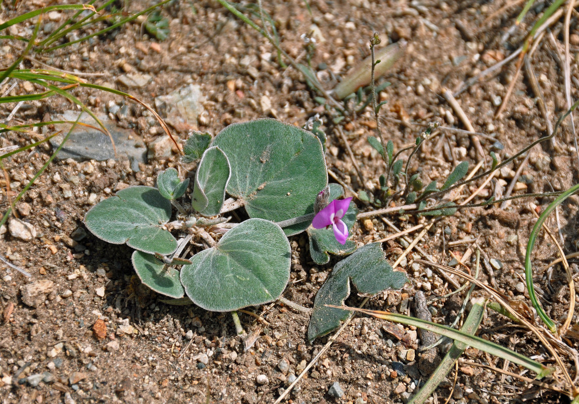 Изображение особи Gueldenstaedtia monophylla.