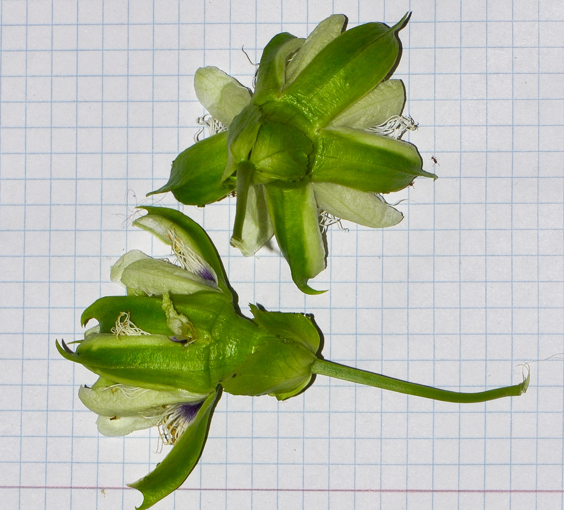 Image of Passiflora edulis specimen.