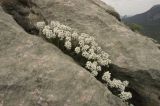 Iberis saxatilis. Цветущее растение. Крым, Бахчисарайский р-н, склон горы Сююрю-Кая. Начало мая 2010 г.