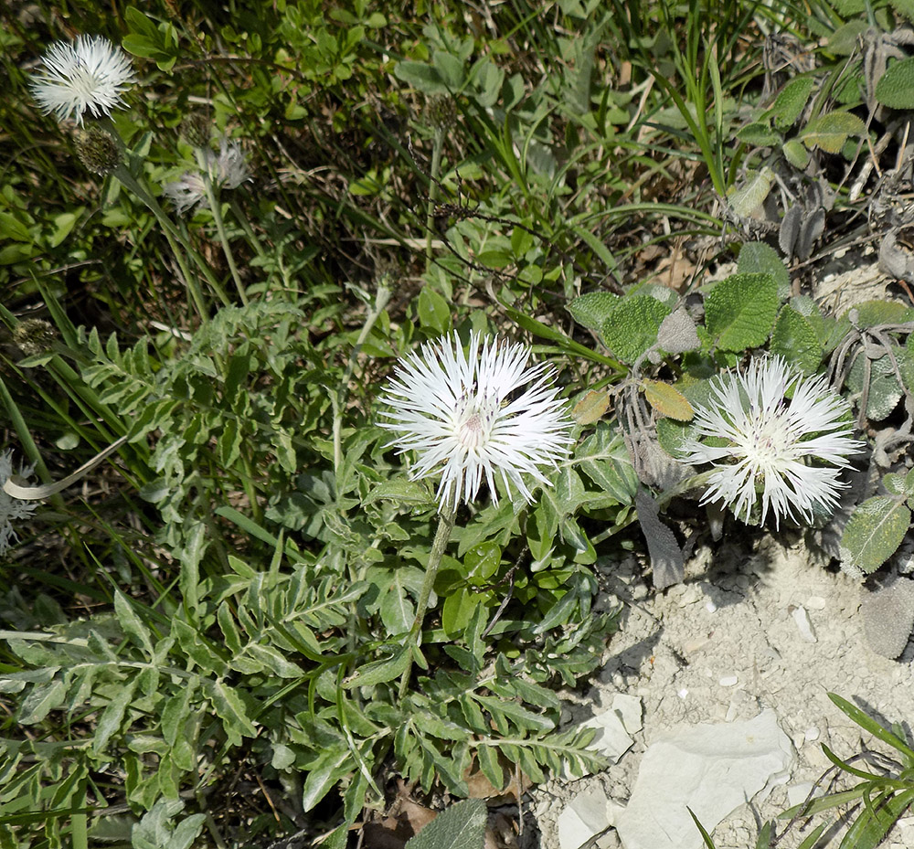 Изображение особи Psephellus declinatus var. albus.