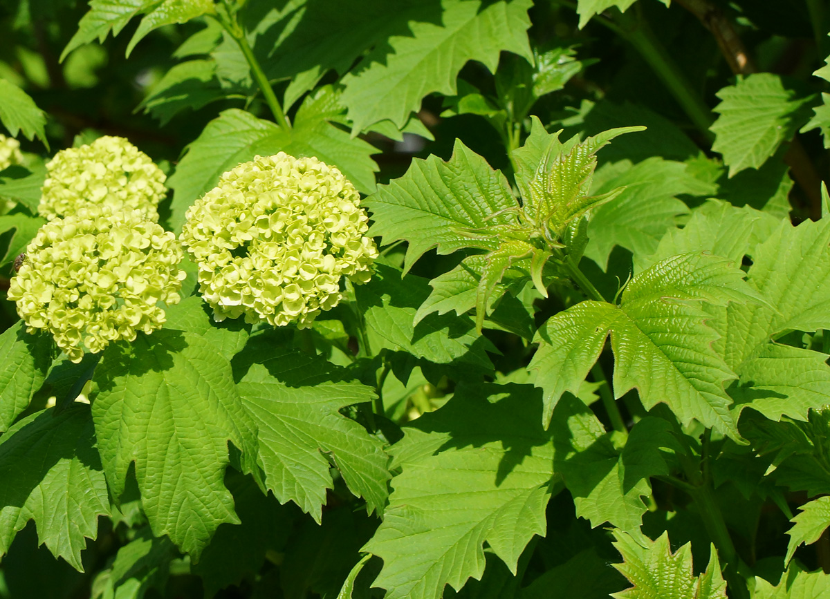 Image of Viburnum opulus f. roseum specimen.