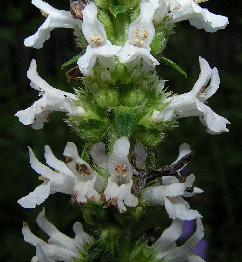 Изображение особи Betonica officinalis.