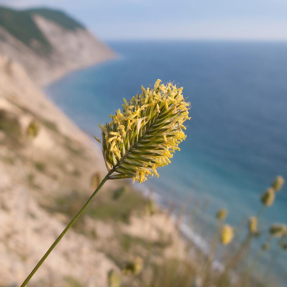 Изображение особи Agropyron pinifolium.