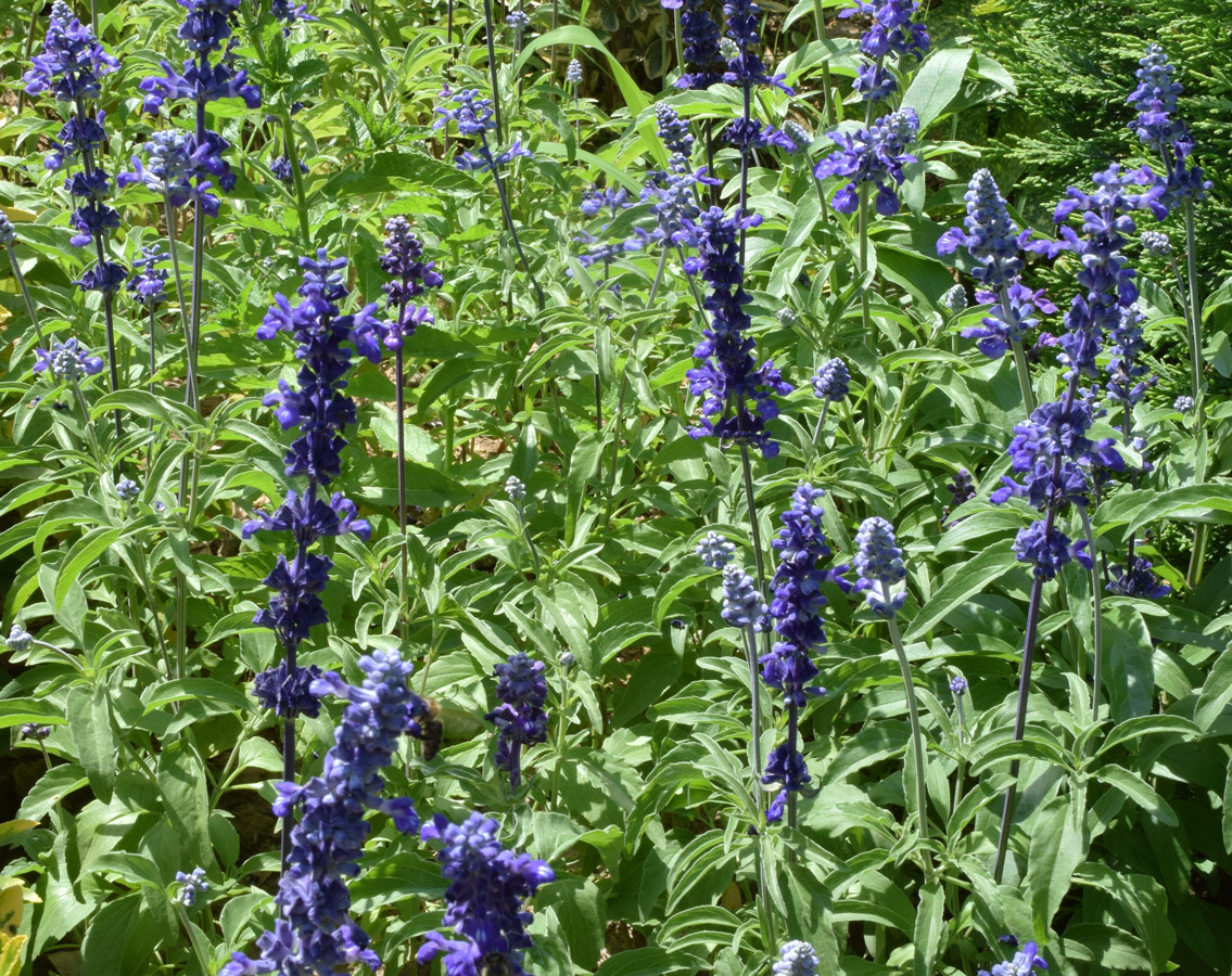 Image of Salvia farinacea specimen.