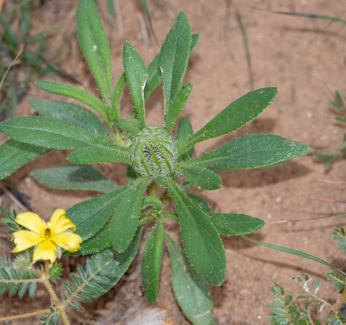 Изображение особи Hirpicium gazanioides.