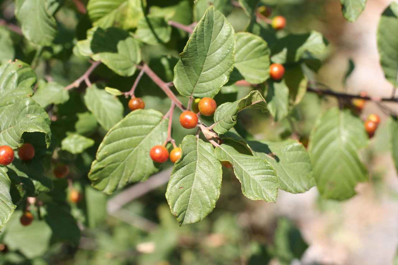 Изображение особи Frangula rupestris.