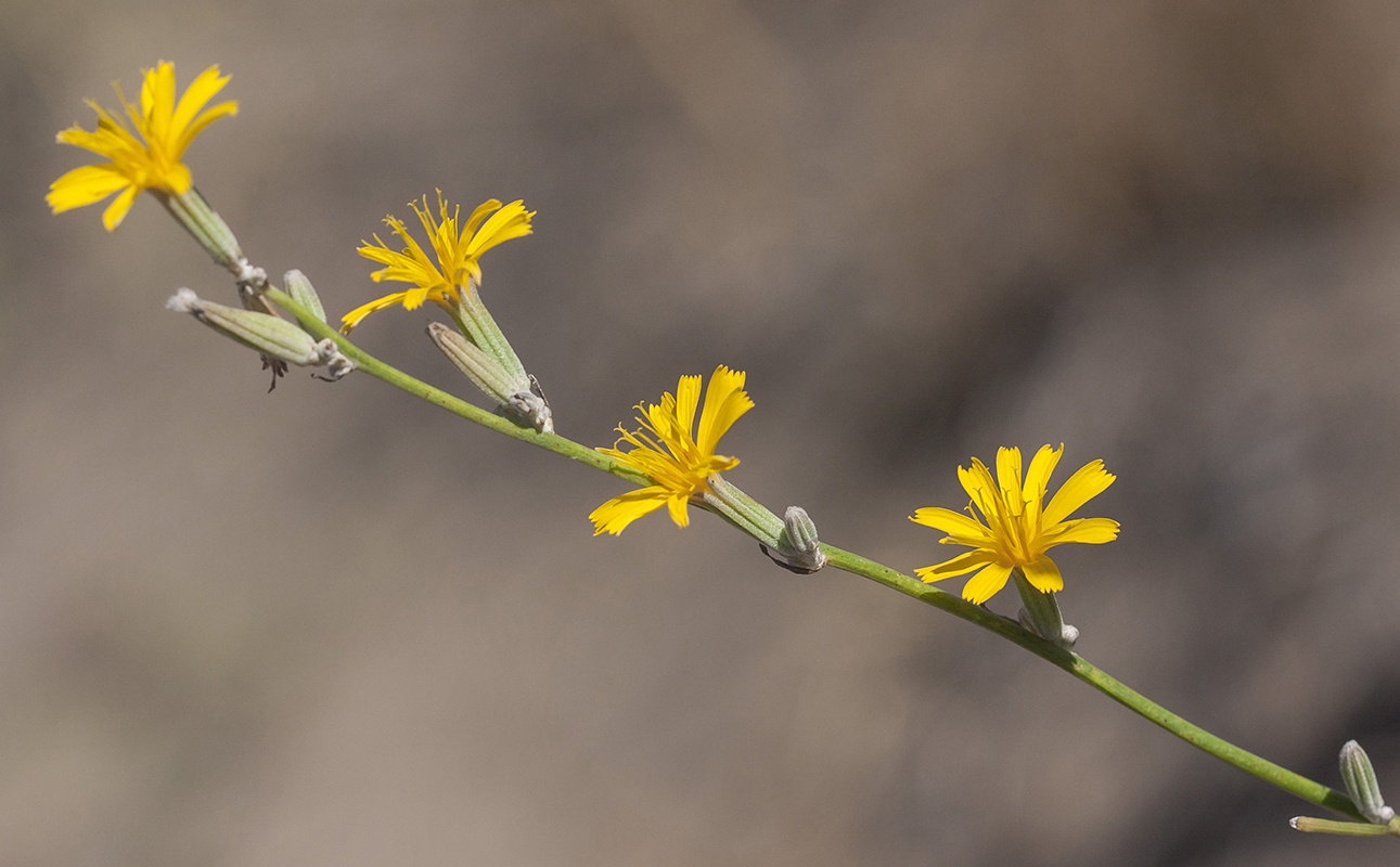 Изображение особи Chondrilla juncea.