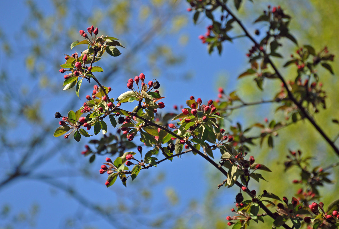 Image of Malus &times; purpurea specimen.