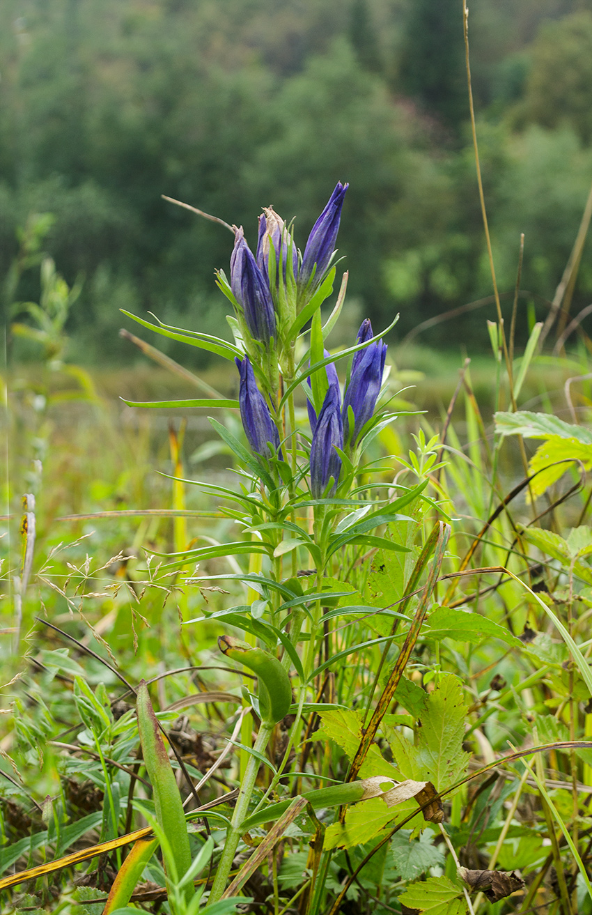 Изображение особи Gentiana pneumonanthe.