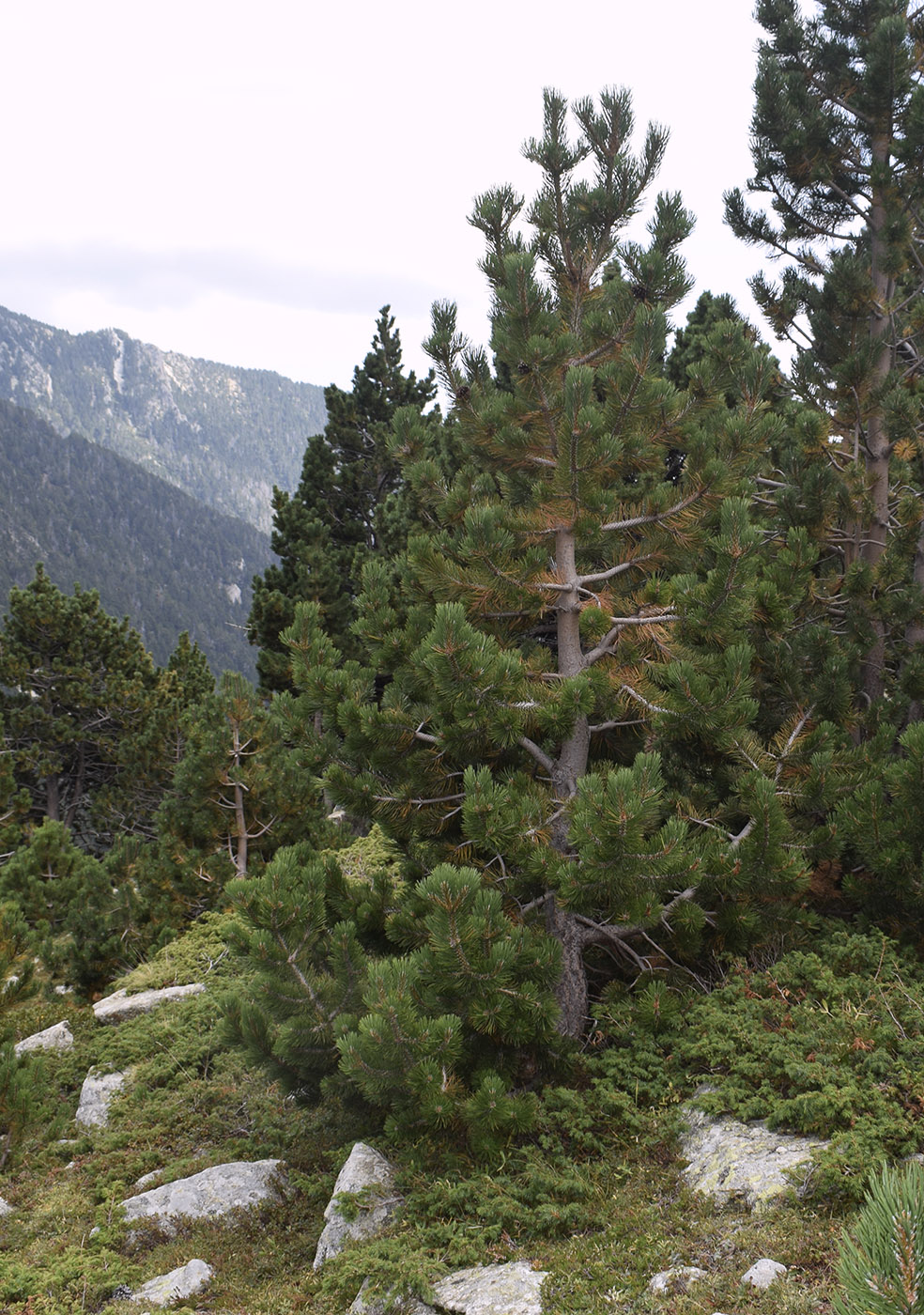 Image of Pinus uncinata specimen.